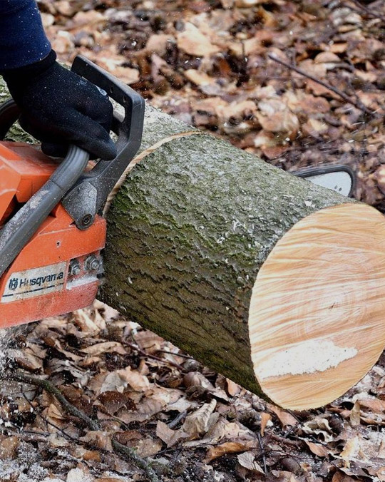Cut frozen wood in Khabarovsk region